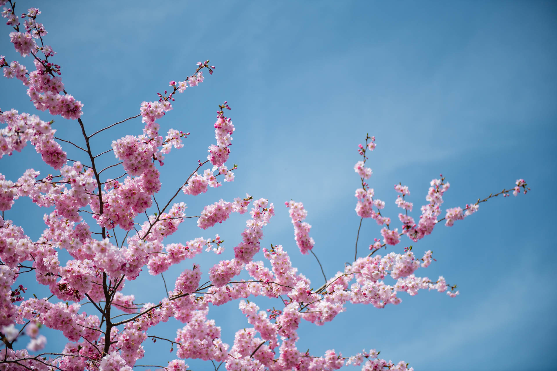Avenue Charles Bohn, Belfort